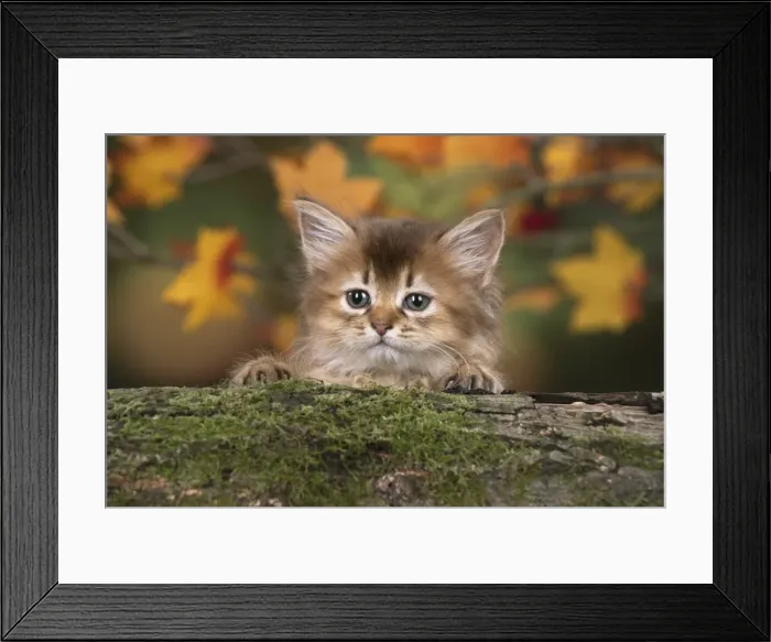 Framed Print : Picture No. 11772944 Framed Print : Picture No. 11772944