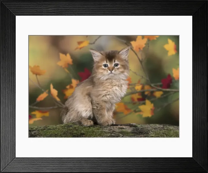 Framed Print : Picture No. 11772945 Framed Print : Picture No. 11772945