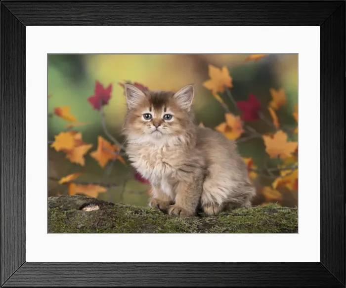 Framed Print : Picture No. 11772946 Framed Print : Picture No. 11772946