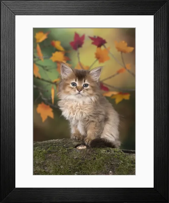 Framed Print : Picture No. 11772947 Framed Print : Picture No. 11772947