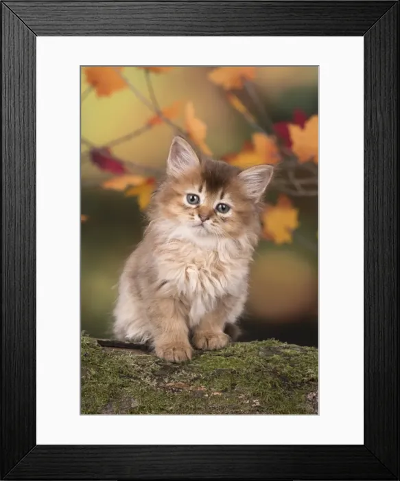 Framed Print : Picture No. 11772948 Framed Print : Picture No. 11772948