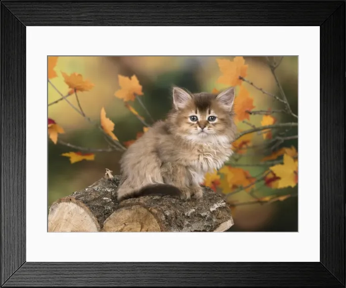 Framed Print : Picture No. 11772949 Framed Print : Picture No. 11772949
