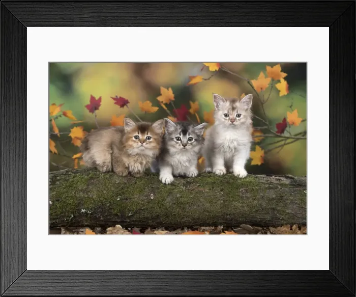 Framed Print : Picture No. 11772950