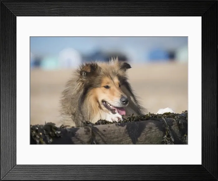 Framed Print : Picture No. 11772954 Framed Print : Picture No. 11772954