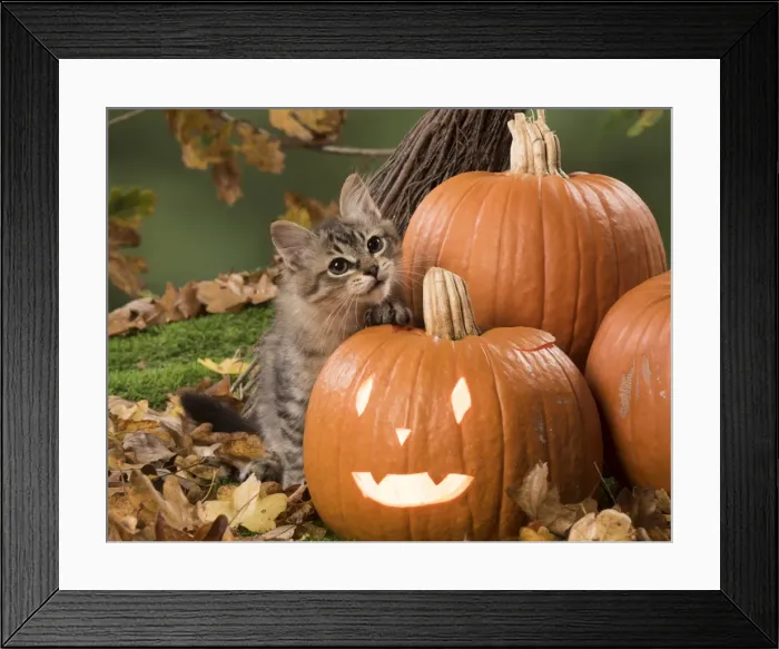 Framed Print : Picture No. 11772956 Framed Print : Picture No. 11772956