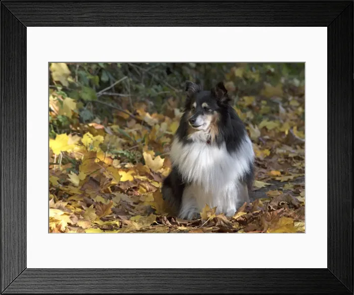 Framed Print : Picture No. 11772957 Framed Print : Picture No. 11772957