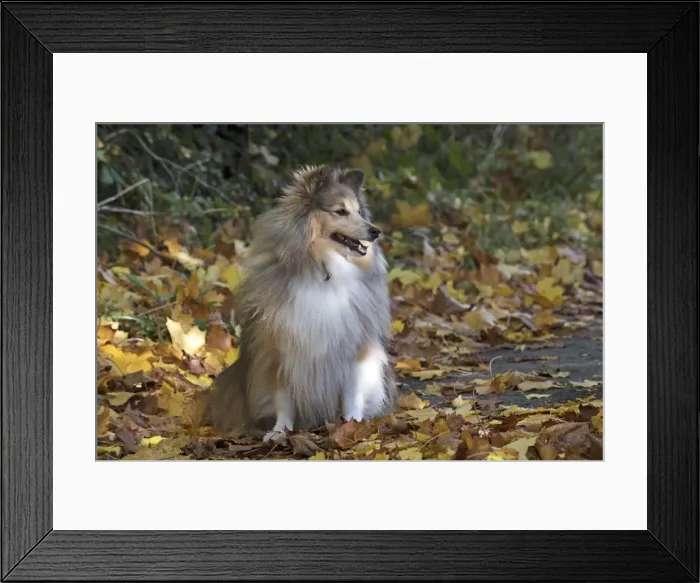 Framed Print : Picture No. 11772958 Framed Print : Picture No. 11772958
