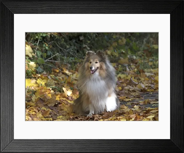 Framed Print : Picture No. 11772959 Framed Print : Picture No. 11772959