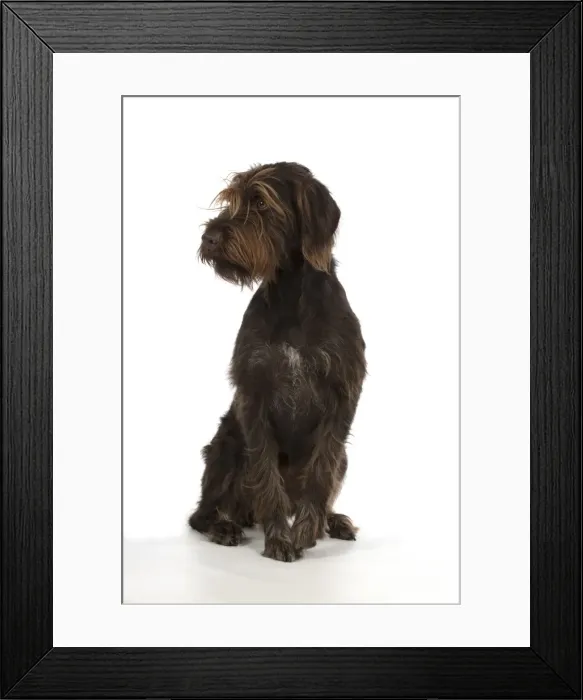 Framed Print : Picture No. 11772963 Framed Print : Picture No. 11772963