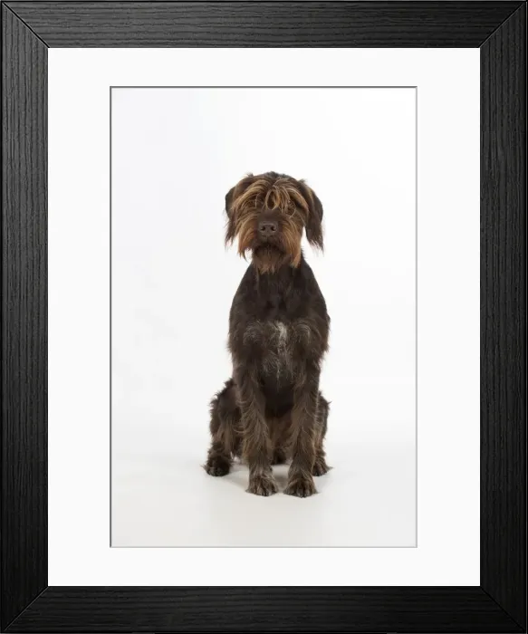 Framed Print : Picture No. 11772962 Framed Print : Picture No. 11772962
