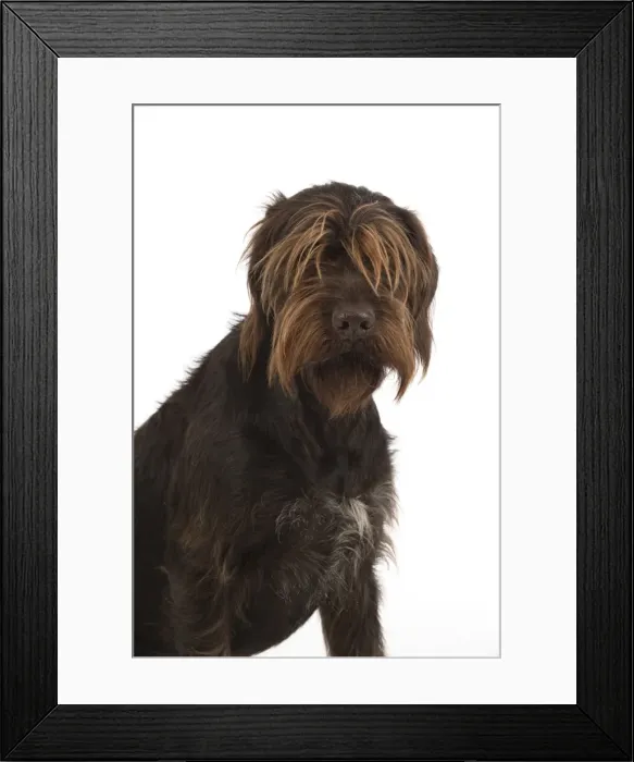 Framed Print : Picture No. 11772965 Framed Print : Picture No. 11772965