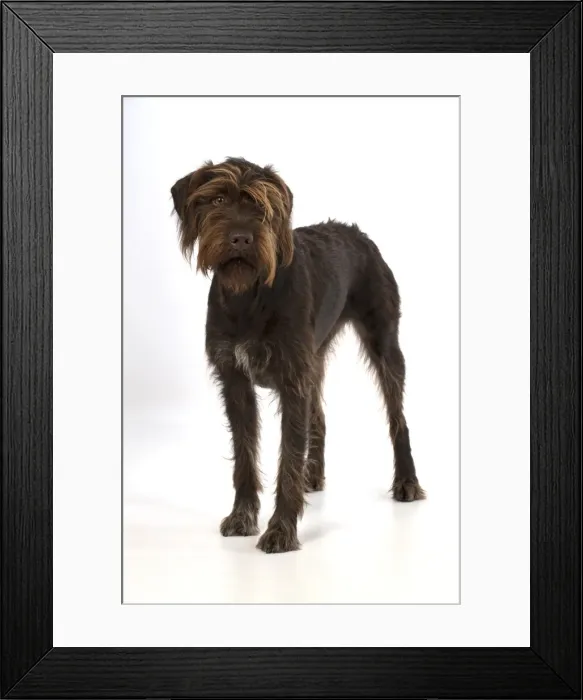 Framed Print : Picture No. 11772964 Framed Print : Picture No. 11772964