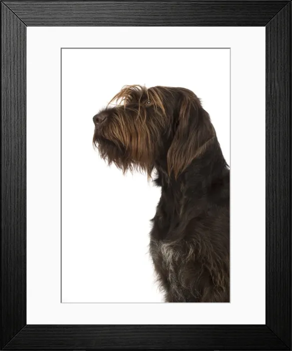 Framed Print : Picture No. 11772967 Framed Print : Picture No. 11772967