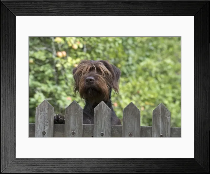 Framed Print : Picture No. 11772969 Framed Print : Picture No. 11772969