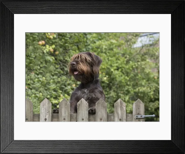 Framed Print : Picture No. 11772970 Framed Print : Picture No. 11772970