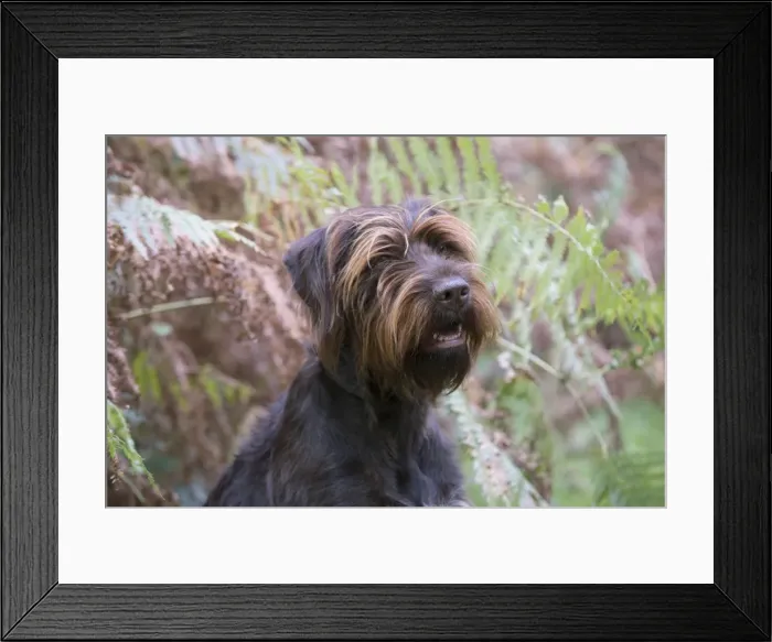 Framed Print : Picture No. 11772971 Framed Print : Picture No. 11772971