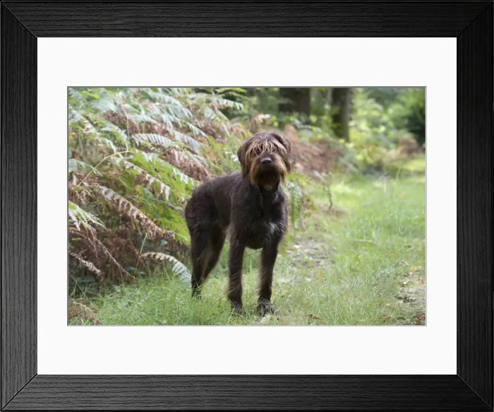 Framed Print : Picture No. 11772972 Framed Print : Picture No. 11772972
