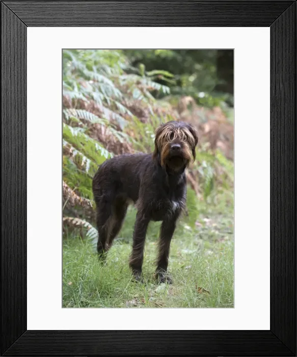 Framed Print : Picture No. 11772973 Framed Print : Picture No. 11772973