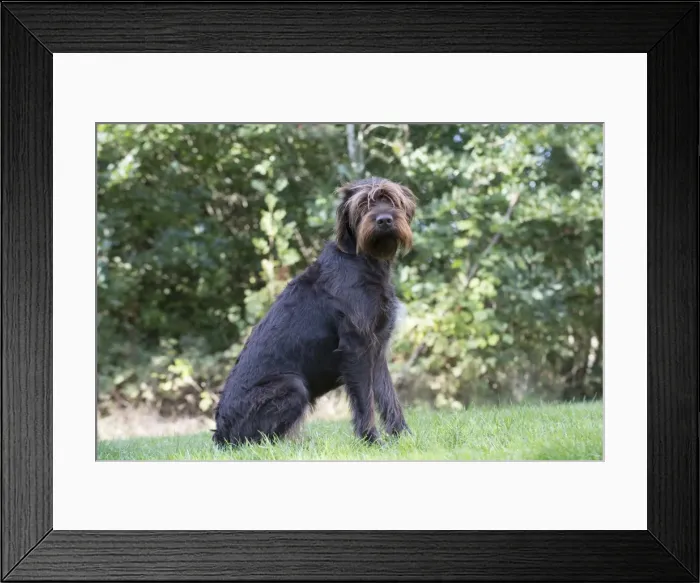 Framed Print : Picture No. 11772974 Framed Print : Picture No. 11772974