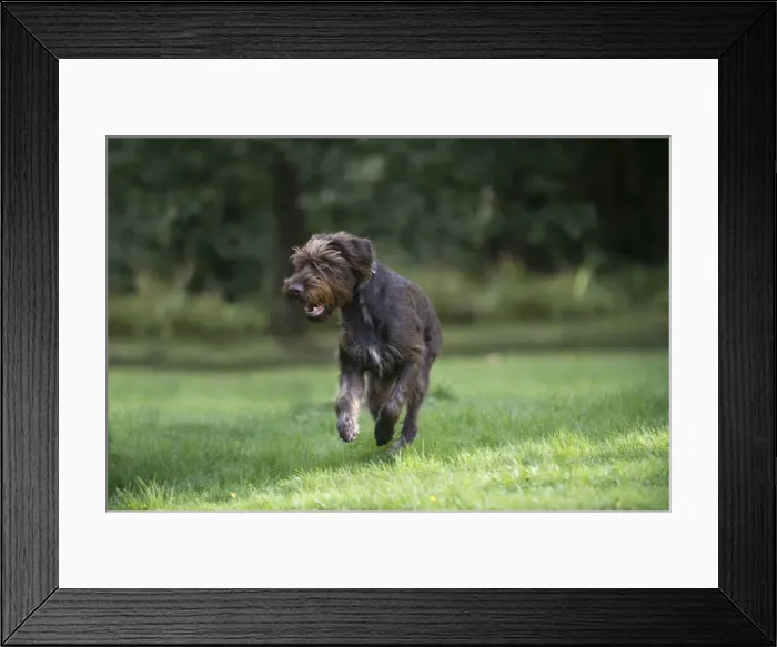 Framed Print : Picture No. 11772975 Framed Print : Picture No. 11772975
