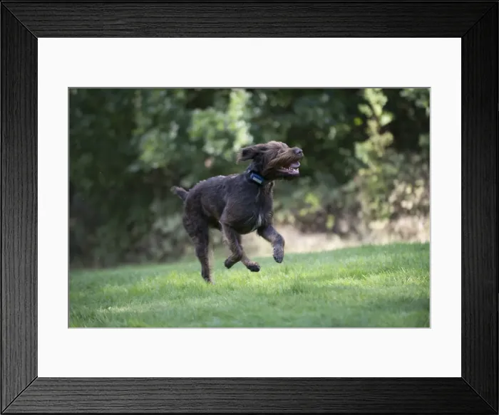 Framed Print : Picture No. 11772976 Framed Print : Picture No. 11772976