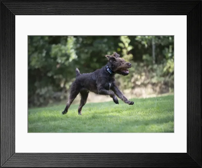 Framed Print : Picture No. 11772977 Framed Print : Picture No. 11772977