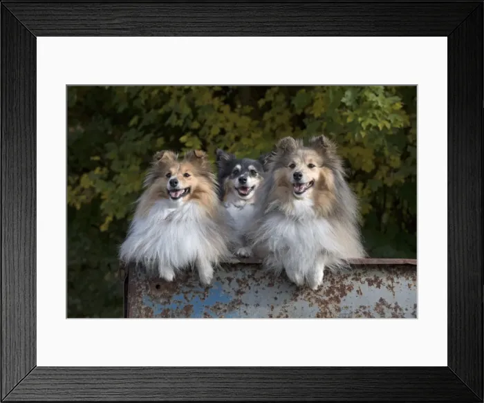 Framed Print : Picture No. 11772987 Framed Print : Picture No. 11772987