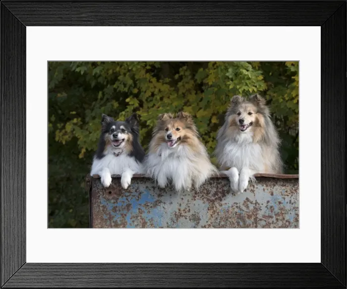 Framed Print : Picture No. 11772988 Framed Print : Picture No. 11772988