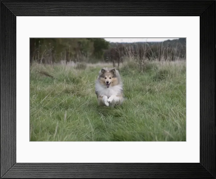 Framed Print : Picture No. 11772991 Framed Print : Picture No. 11772991