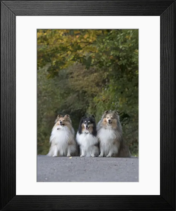Framed Print : Picture No. 11772992 Framed Print : Picture No. 11772992