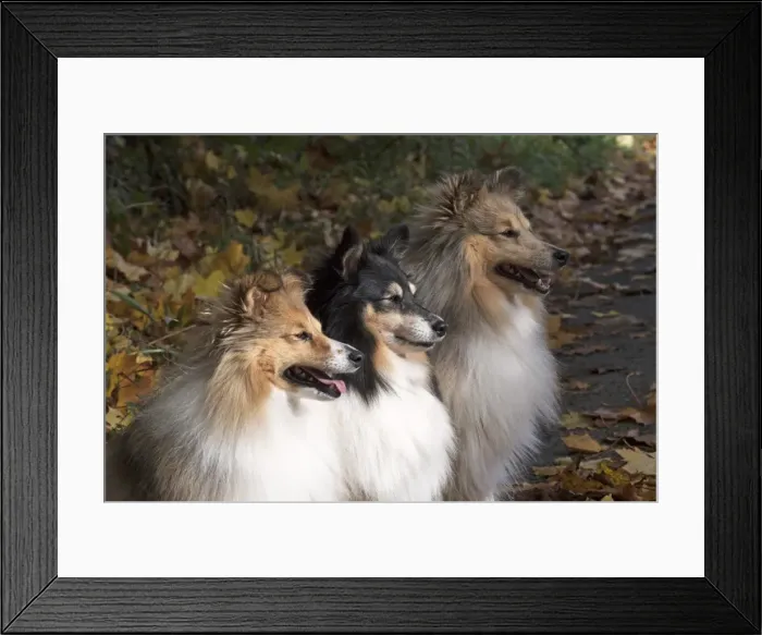 Framed Print : Picture No. 11772993 Framed Print : Picture No. 11772993