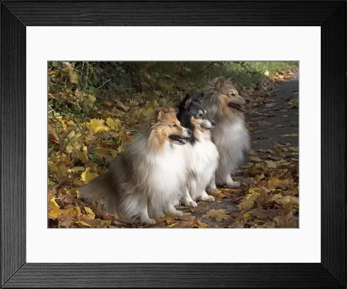 Framed Print : Picture No. 11772994