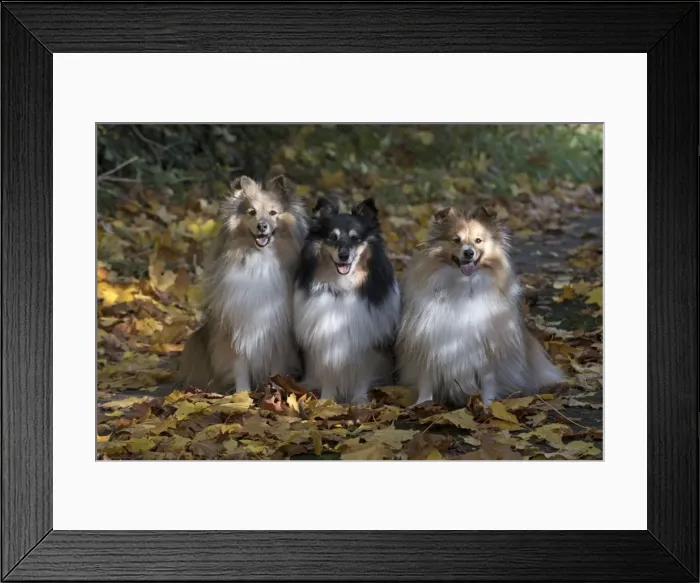 Framed Print : Picture No. 11772995 Framed Print : Picture No. 11772995