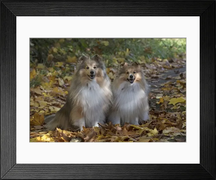 Framed Print : Picture No. 11772996 Framed Print : Picture No. 11772996