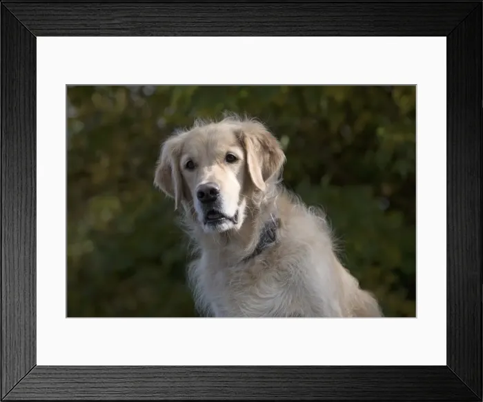 Framed Print : Picture No. 11772997 Framed Print : Picture No. 11772997