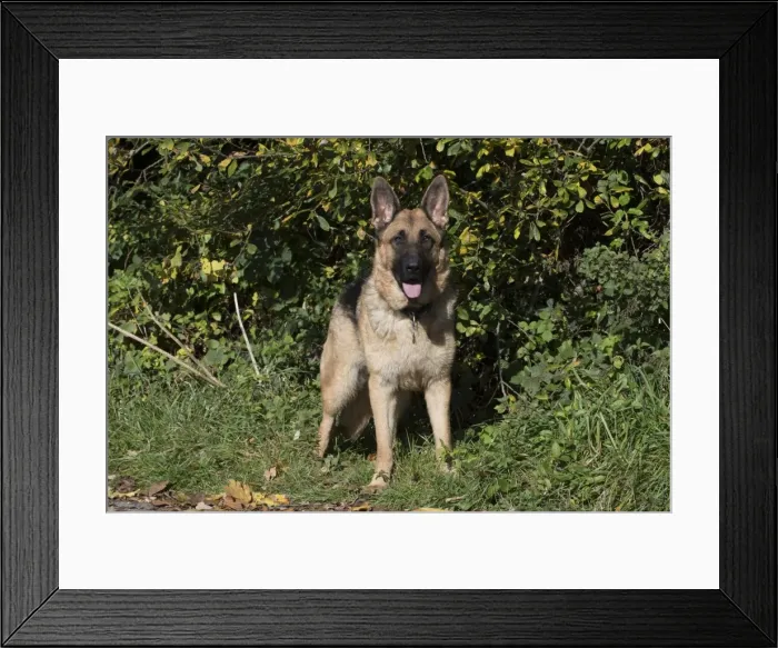 Framed Print : Picture No. 11773003 Framed Print : Picture No. 11773003