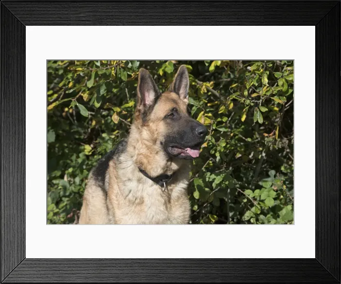 Framed Print : Picture No. 11773004 Framed Print : Picture No. 11773004