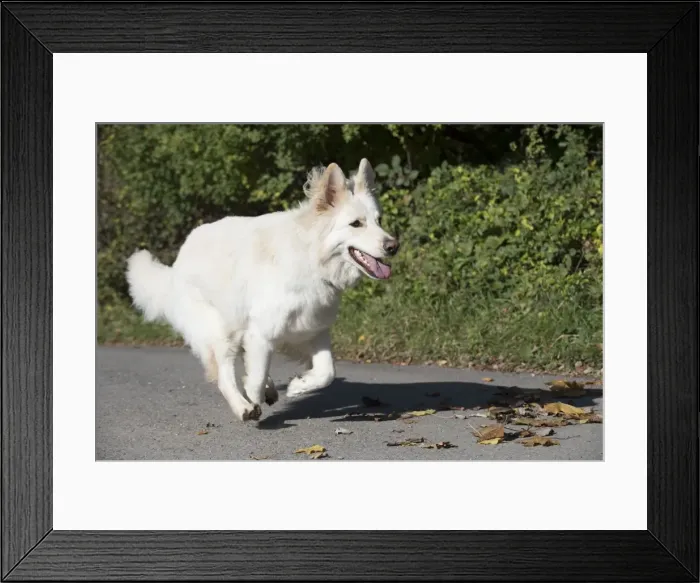 Framed Print : Picture No. 11773005 Framed Print : Picture No. 11773005