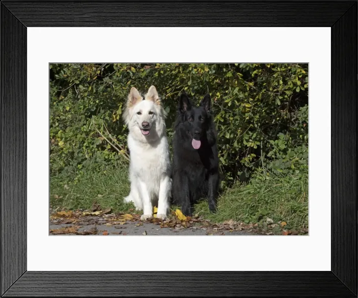 Framed Print : Picture No. 11773006 Framed Print : Picture No. 11773006