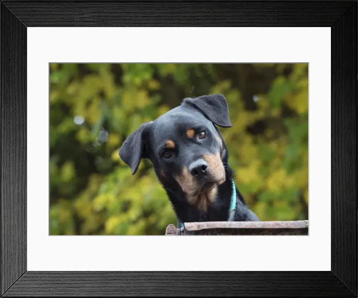 Framed Print : Picture No. 11773012 Framed Print : Picture No. 11773012