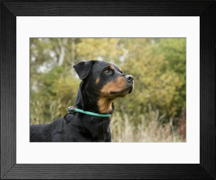 Framed Print : Picture No. 11773014 Framed Print : Picture No. 11773014
