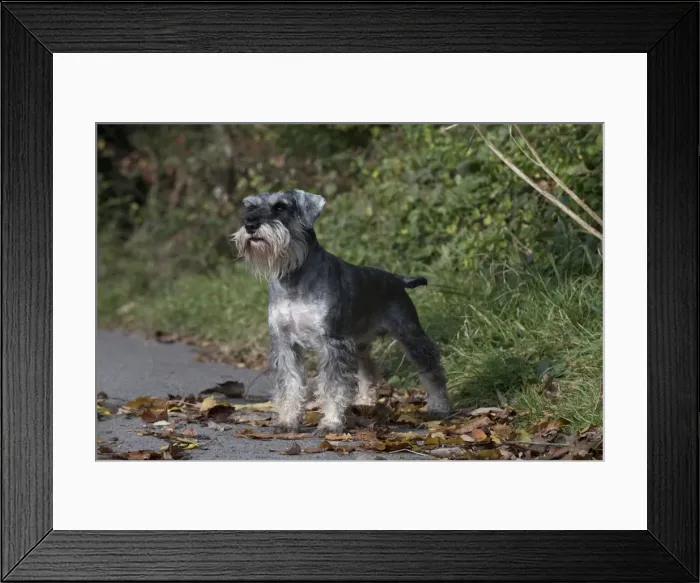 Framed Print : Picture No. 11773015 Framed Print : Picture No. 11773015