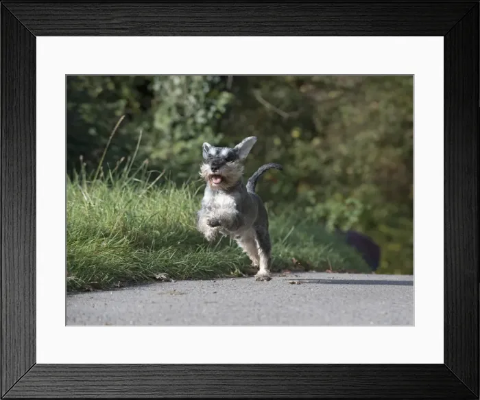 Framed Print : Picture No. 11773016 Framed Print : Picture No. 11773016