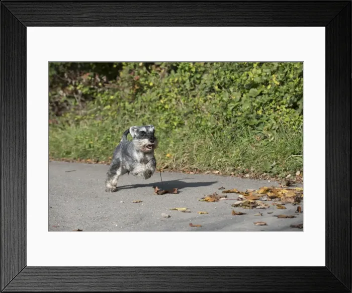Framed Print : Picture No. 11773018 Framed Print : Picture No. 11773018