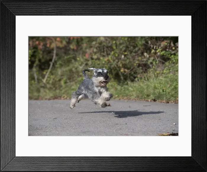 Framed Print : Picture No. 11773019 Framed Print : Picture No. 11773019