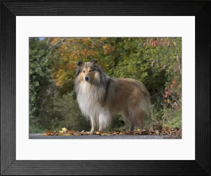 Framed Print : Picture No. 11773020 Framed Print : Picture No. 11773020