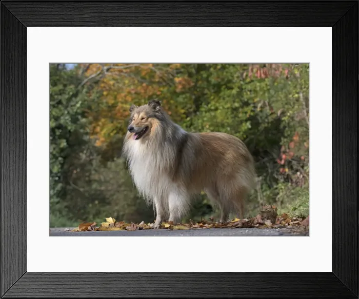 Framed Print : Picture No. 11773021 Framed Print : Picture No. 11773021
