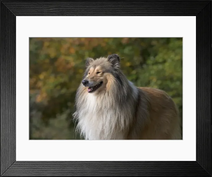 Framed Print : Picture No. 11773022 Framed Print : Picture No. 11773022