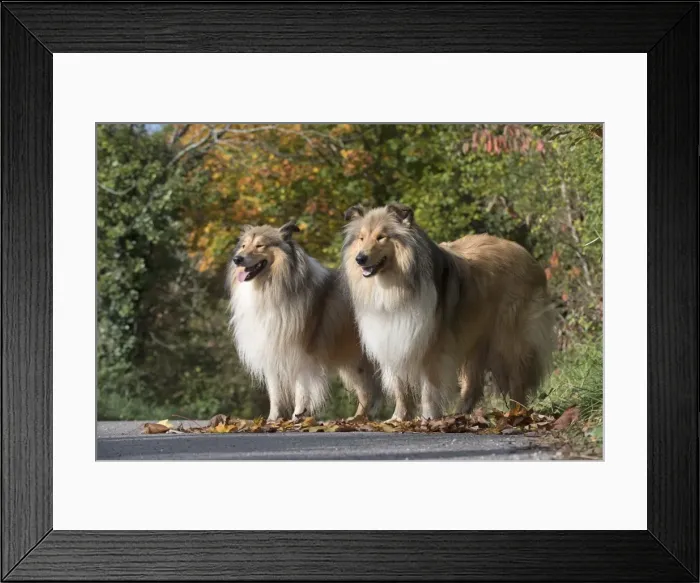 Framed Print : Picture No. 11773023