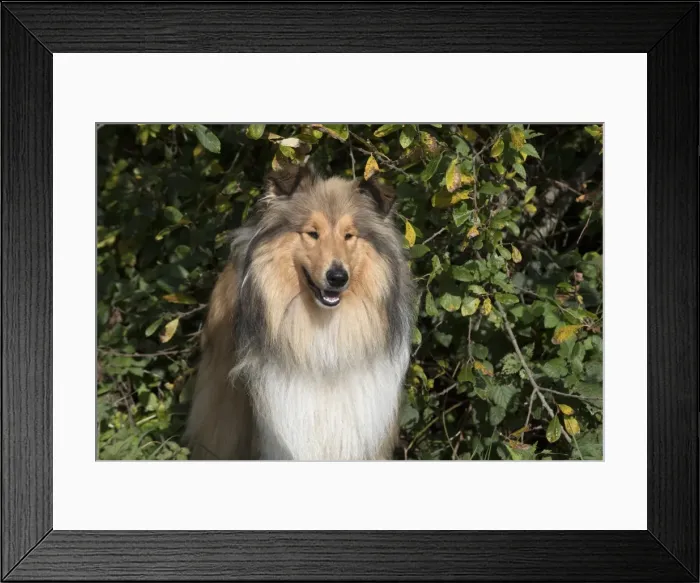 Framed Print : Picture No. 11773025 Framed Print : Picture No. 11773025